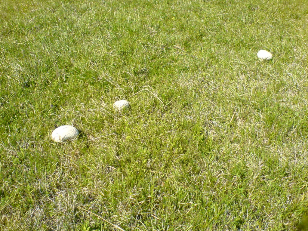 DSC00198