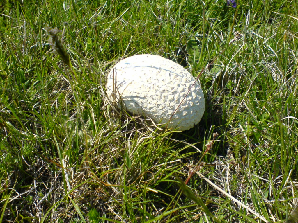 DSC00199