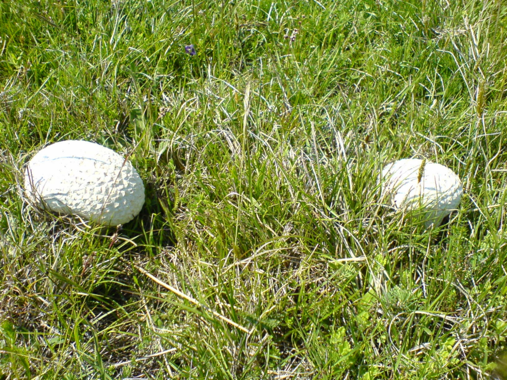 DSC00200