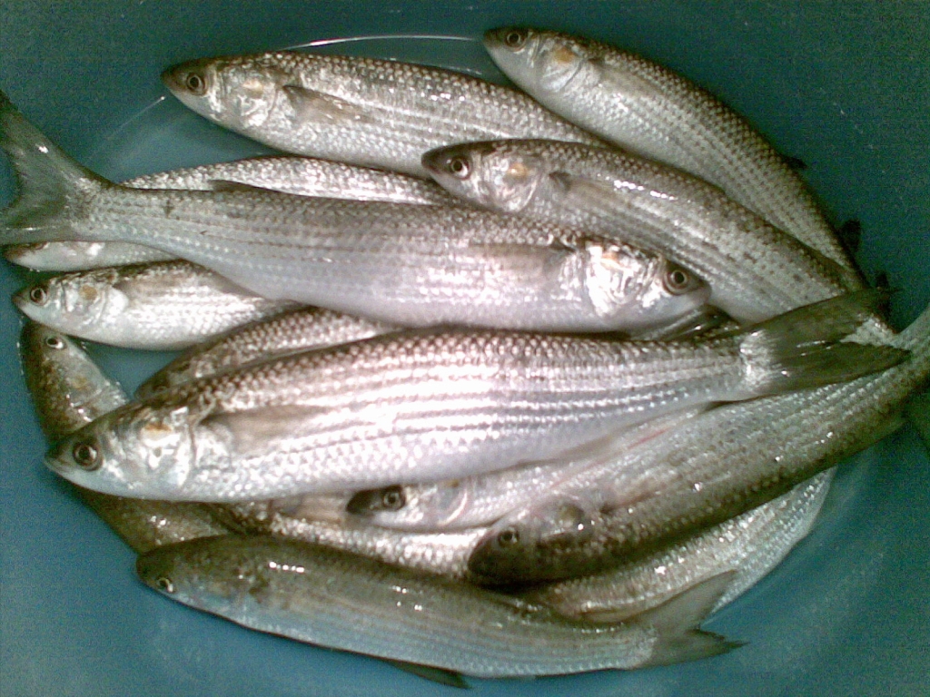 илария,платерина.jpg