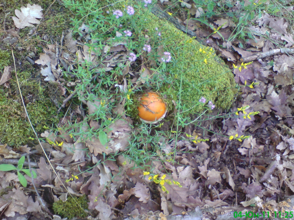 DSC01419
