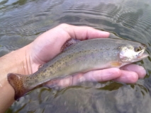 (00)Rainbow