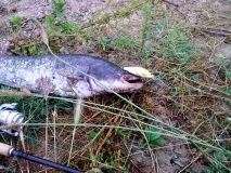 4,2kg. sava gear Marica