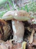 Boletus edulis 1