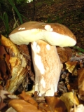 Boletus edulis 2