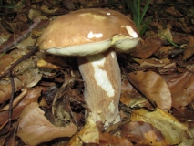 Обикновенна манатарка /Boletus edulis/ 3