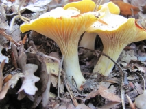 Пачи крак /Cantharellus cibarius/ 1