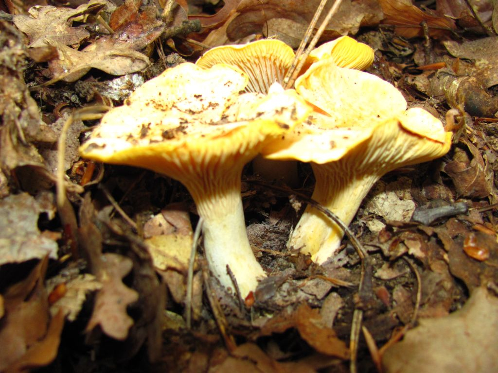 Пачи крак /Cantharellus cibarius/ 3