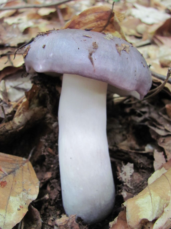 Сива, Сивовиолетова гълъбка /Russula cyanoxantha/ 1