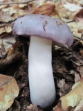 Сива, Сивовиолетова гълъбка /Russula cyanoxantha/ 1