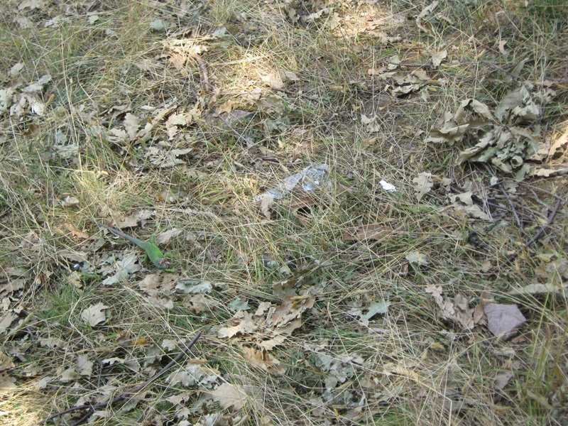 IMG 0587