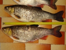 DSC01737