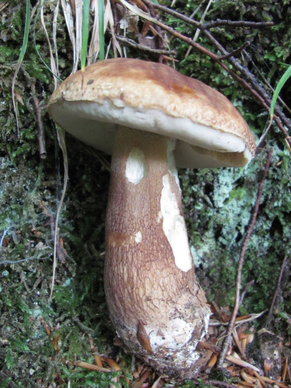 Бронзова манатарка /Boletus aureus / 1