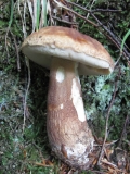 Бронзова манатарка /Boletus aureus / 1