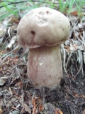 Обикновенна манатарка /Boletus edulis / 3
