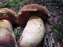 Червеностъблена манатарка /Boletus erythropus/ 1