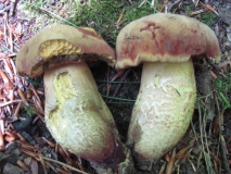 Червеностъблена манатарка /Boletus erythropus/  2