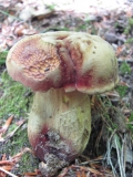 Червеностъблена манатарка /Boletus erythropus/  4