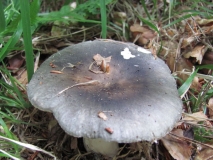 Сива гълъбка /Russula cyanoxantha/ 1