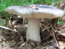 Сива гълъбка /Russula cyanoxantha/ 2