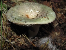 Зелена Гълъбка /Russula virescens/ 1