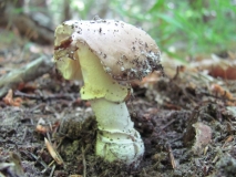 Amanita pantherina 1