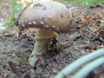 Amanita pantherina 2