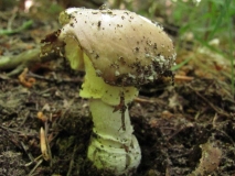 Amanita pantherina 3