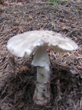 Amanita pantherina 4