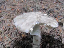 Amanita pantherina 5