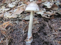 Amanita vaginata 1