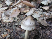 Amanita vaginata 2