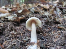 Amanita vaginata 3