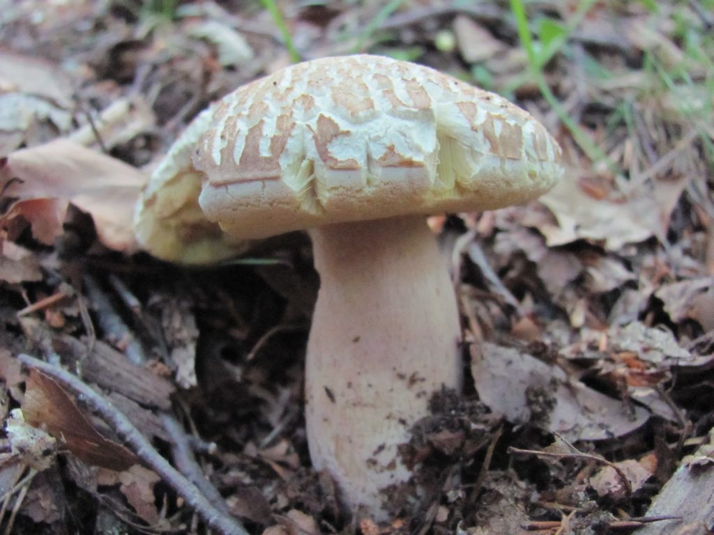 Обикновена манатарка /Boletus edulis/ 1