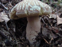 Обикновена манатарка /Boletus edulis/ 2