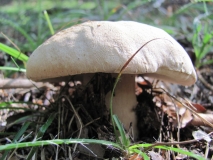 Обикновена манатарка /Boletus edulis/ 3