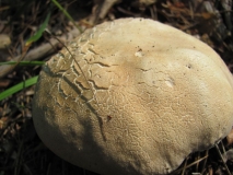 Обикновена манатарка /Boletus edulis/ 4