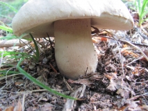 Обикновена манатарка /Boletus edulis/ 5