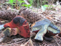 Червеностъблена манатарка /Boletus erythropus/ 1