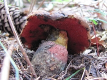 Червеностъблена манатарка /Boletus erythropus/ 2