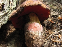 Червеностъблена манатарка /Boletus erythropus/ 3