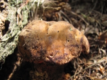 Червеностъблена манатарка /Boletus erythropus/ 4