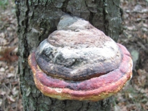 Праханова гъба /Fomes fomentarius/ 3