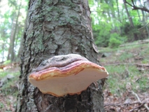 Праханова гъба /Fomes fomentarius/ 4