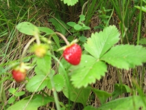 Горска ягода forest strawberry