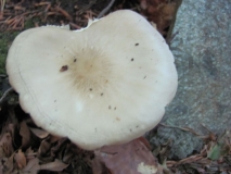 Mushroom unknow 1