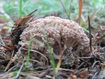 Ramaria unknow 1