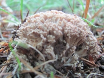 Ramaria unknow 2