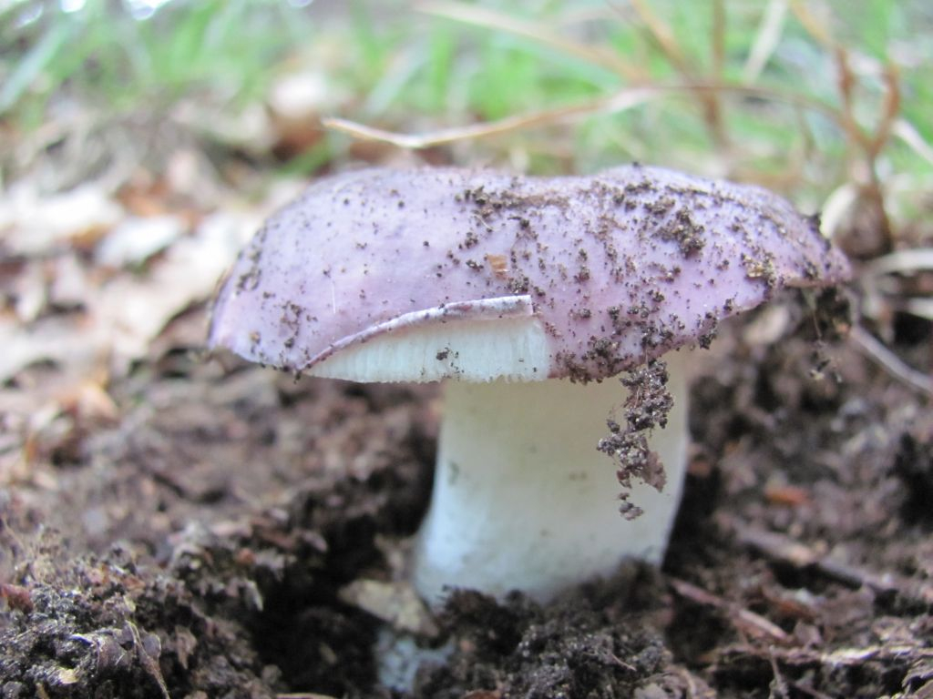Russula 1