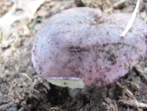 Russula 2